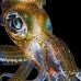 squid_reef_bigfin_pp_v_0108_alo0259_crop.jpg